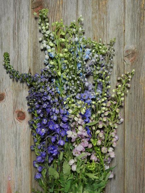  ELATUM HYBRID DELPHINIUM ASSORTED COLORS